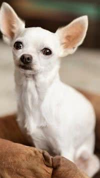 Por que cachorros filhotes não podem ter contato com outros cachorros?
