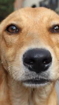 Queridinho nacional, cachorro caramelo vai virar filme; entenda