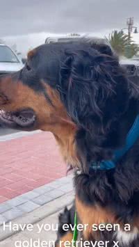 Goldenweiler? Conheça o cachorro com a mistura de raça inusitadas