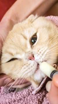 O gato pode tomar dipirona? Confira