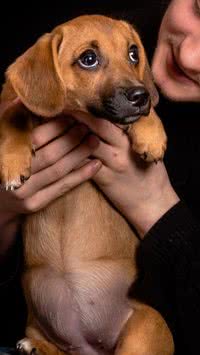 Descubra quais são as raças de cães mais carinhosas do mundo