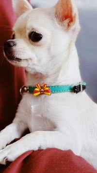 Quem vê cara, vê coração? Confira os cães fofos que são os mais esquentadinhos