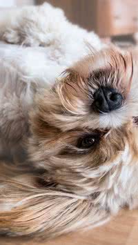 Por que os cachorros gostam tanto de carinho na barriga?