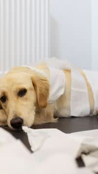 Sinais de que seu pet está com verme