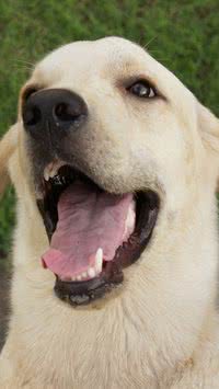 Saiba como cuidar e evitar mau hálito no seu cachorro