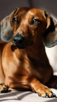 Descubra quais as raças de cães soltam mais pelos