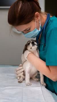Quer um cão? Saiba quais são os que gastam menos com veterinário