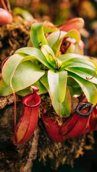 Curiosidades sobre plantas carnívoras que talvez você não saiba