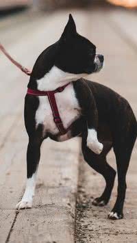 Saiba quais são os sons que apenas cães ouvem 