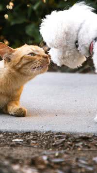 Cabe no seu bolso? Saiba quanto custa ter um cachorro ou gato no Brasil