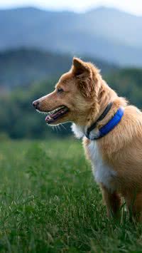 Sensitivo? Confira 5 coisas que os cães podem prever