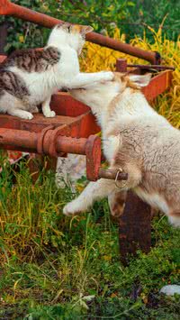 Seu gato intimida seu cachorro? Saiba dicas para mudar essa situação