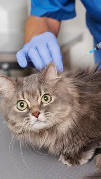 Não é verdadeiro? Conheça a raça de gato que foi criada em laboratórios