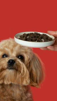 Qual quantidade ideal de ração devo dar ao meu cachorro?
