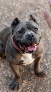 Saiba a forma correta para cuidar de um pitbull