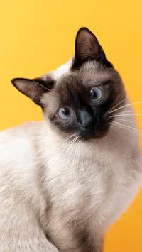 Cor do pelo de gato define personalidade?