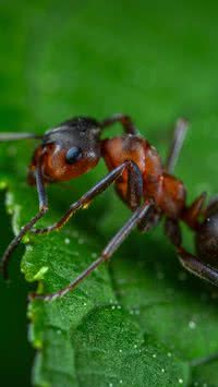 Formigas preferem urina do que açúcar; Confira curiosidades sobre elas