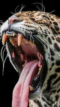 5 animais com as mordidas mais fortes do mundo