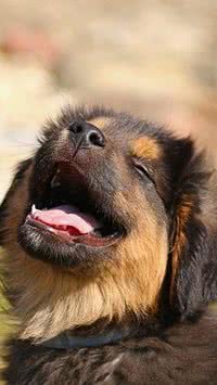 Curiosidades sobre higiene bucal dos cachorros