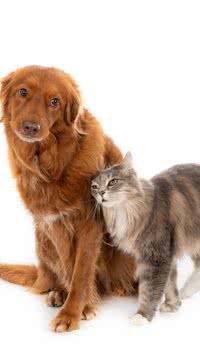 Amor incondicional? Saiba se o seu pet gosta de você