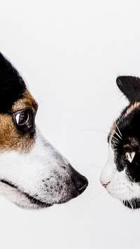 Diferenças mais marcantes entre cachorros e gatos