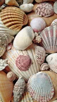 Entenda como são formadas as conchas do mar 