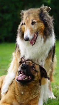 Conheça as misturas de raças de cachorros mais inusitadas