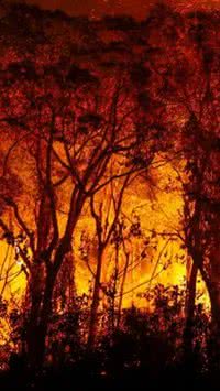 Com o aumento dos incêndios, veja 5 dicas para reduzir danos florestais
