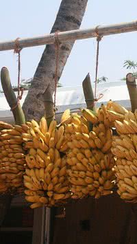 Saiba qual local ideal para armazenar bananas