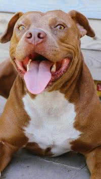 Para ter cuidado! Saiba quais as doenças mais comuns em cães da raça pit bull