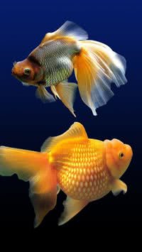 7 curiosidades sobre peixes que vão te surpreender