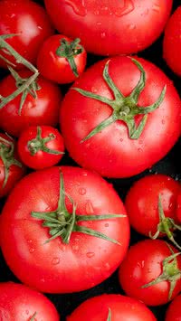 Saiba qual local ideal para armazenar tomates