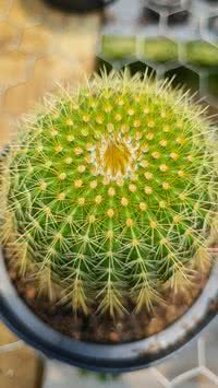 Conheça as plantas que repelem insetos