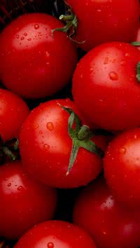 Plante tomate em casa e descubra o sabor que só quem colhe minutos antes da salada conhece