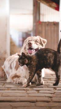 Veja como proteger seu pet da fumaça