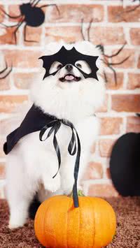 Petiscos ou travessuras: Veja formas de fantasiar seu pet para o Halloween