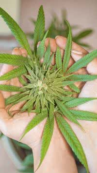 Transtornos de ansiedade e personalidade têm autorização para uso de cannabis; entenda