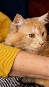 Você sabe em que idade o gato fica mais velho?