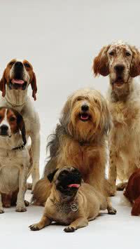 Confira as 5 raças mais 'diferentonas' de cachorro