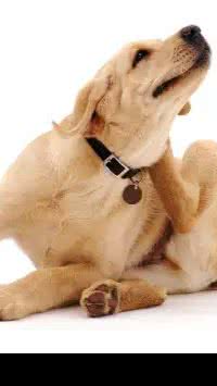 Pode não ser pulga! Veja motivos que causam coceira em cachorro
