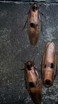 Descubra o que atrai baratas para sua casa e como evitá-las