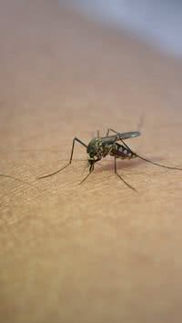 5 plantas que ajudam a afastar mosquitos da dengue