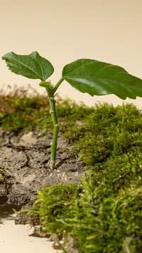 Cresce na calçada! Conheça planta que pode salvar vidas