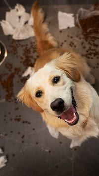 Seu cão destrói tudo em casa? Adestrador dá dicas de como melhor comportamento