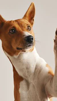 Conheça 6 raças distintas de cachorros brasileiros