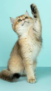 Pets em forma? Empresa testa caneta emagrecedora para animais de estimação