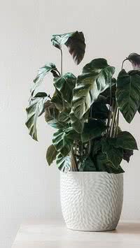Repelentes naturais! Saiba quais plantas as moscas odeiam