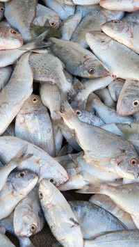 Aprenda por que você deve evitar estes 7 peixes