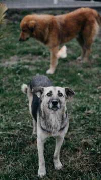 Saiba quais são as raças de cachorros mais fiéis de todos