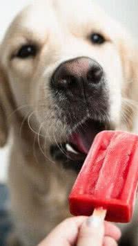 Aprenda a fazer sorvetes caseiros para refrescar os pets no verão